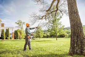 Best Arborist Consultation Services  in Santa Cruz, CA