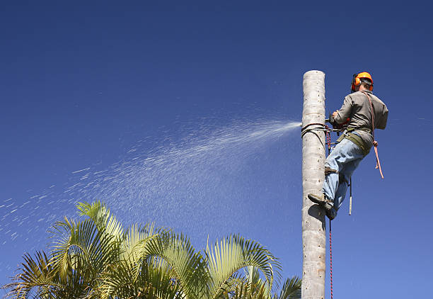 Best Artificial Turf Installation  in Santa Cruz, CA
