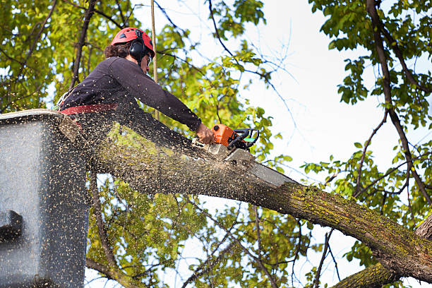 How Our Tree Care Process Works  in  Santa Cruz, CA