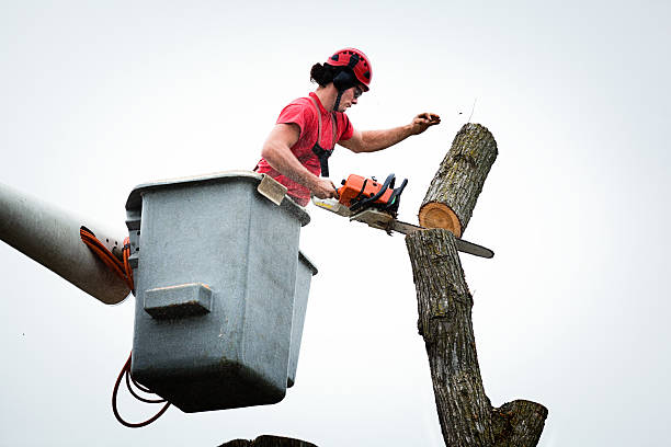 Best Leaf Removal  in Santa Cruz, CA