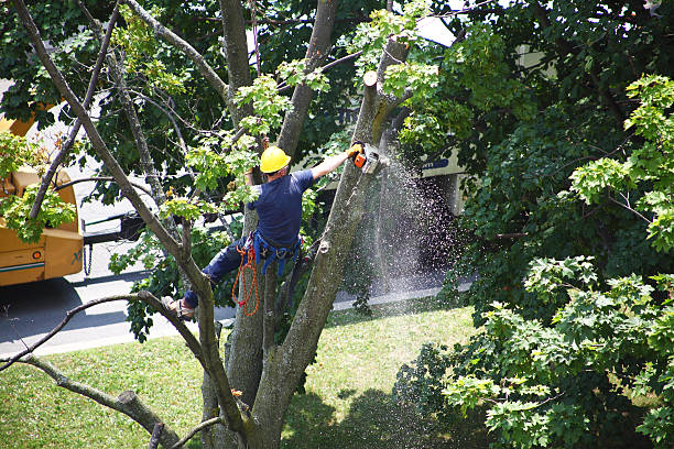  Santa Cruz, CA Tree Care Pros